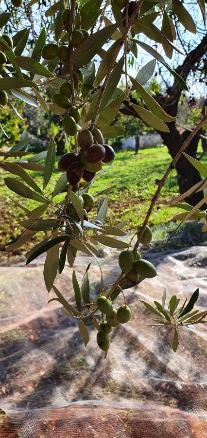 Masseria Cesarina B&B Castellana Grotte Dış mekan fotoğraf